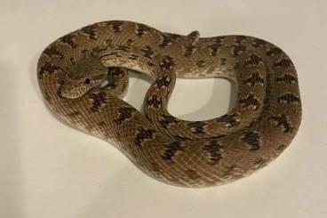 Schlangen kaufen und verkaufen Foto: Spalerosophis Diadema Male Schlangen kaufen und verkaufen Foto: Spalerosophis Diadema Male