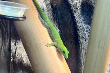 Geckos kaufen und verkaufen Photo: Biete Nachzucht Phelsuma Kochi