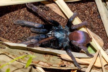 Spinnen und Skorpione kaufen und verkaufen Foto: H.devamatha 1.FH / 0.1 Avicularia braunshauseni 