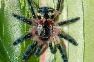 Spinnen und Skorpione kaufen und verkaufen Foto: H.devamatha 1.-2.FH / 0.1 Typhochlaena seladonia NZ 02/24