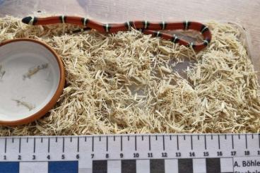 Snakes kaufen und verkaufen Photo: 0.1 Lampropeltis polyzona ( syn. sinaloae)