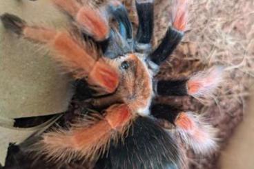 Vogelspinnen kaufen und verkaufen Foto: Frisch adulte brachypelma boehmei
