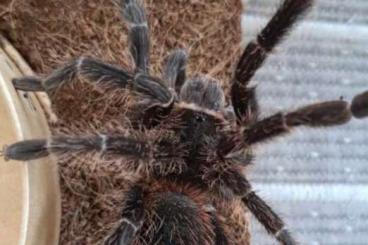 Vogelspinnen kaufen und verkaufen Foto: Lasiodora klugi Weibchen subadult