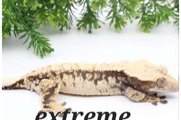 Geckos kaufen und verkaufen Foto: Crested gecko females all 100€