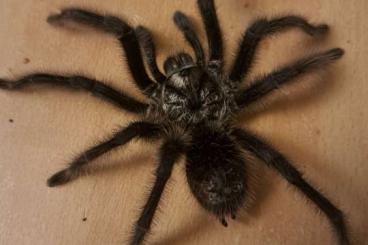 Vogelspinnen kaufen und verkaufen Foto: 1.0 grammostola grossa adult