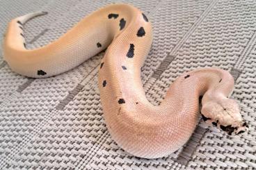 Pythons kaufen und verkaufen Foto: 0.1 Blutpython brongersmai magpie