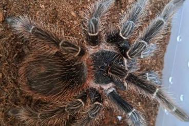 - bird spiders kaufen und verkaufen Photo: Biete Vogelspinnen Weibchen - bird spiders kaufen und verkaufen Photo: Biete Vogelspinnen Weibchen