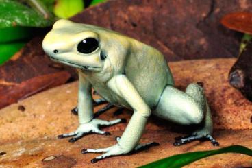 Frösche  kaufen und verkaufen Foto: Dendrobates Terribilis Mint