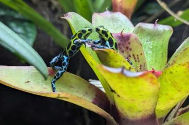 Pfeilgiftfrösche kaufen und verkaufen Foto: Ranitomeya variabilis southern