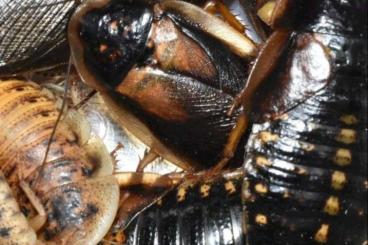 Feeder animals kaufen und verkaufen Photo: Suche große Mengen argentinische Waldschaben 