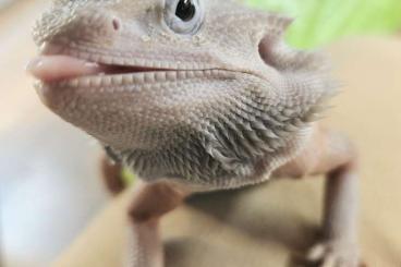 Bearded dragons kaufen und verkaufen Photo: Bitte lesen - Bartagamen/ Bearded Dragons - Zero Citrus Red Monster 