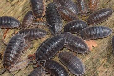 Insects kaufen und verkaufen Photo: Suche große Mengen Asseln als Futtertiere 