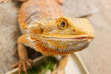 Bearded dragons kaufen und verkaufen Photo: Pflegestelle für Bartagamen hat noch Kapazitäten 