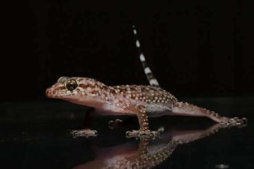 Lizards kaufen und verkaufen Photo: I am searching for Hemidactylus Sp