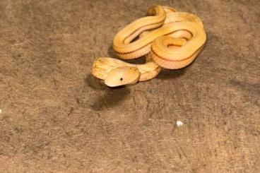 Snakes kaufen und verkaufen Photo: Elaphe carinata carinata königskletternattern