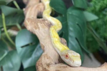 Snakes kaufen und verkaufen Photo: 0.1 elaphe climacophora kunashir albino