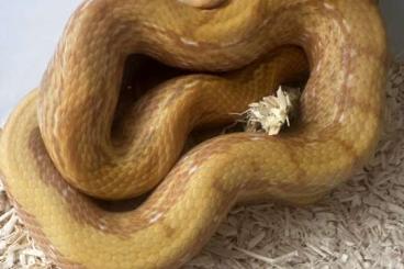Snakes kaufen und verkaufen Photo: 1.1 Elaphe Taeniura T+ Albino 24 Snakes kaufen und verkaufen Photo: 1.1 Elaphe Taeniura T+ Albino 24