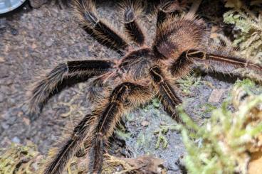 - bird spiders kaufen und verkaufen Photo: Mehrere Männchen abzugeben 