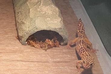 Geckos kaufen und verkaufen Photo: Leopardgecko Männchen abzugeben - Standort Kirchdorf 85414