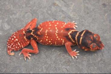 Geckos kaufen und verkaufen Photo: Nephrurus levis levis STRIPED PAIR