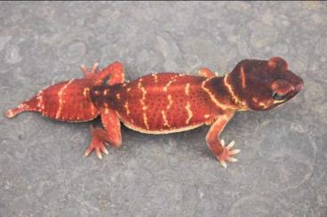 Geckos kaufen und verkaufen Photo: Nephrurus levis levis RED PAIR (Female 28g+)