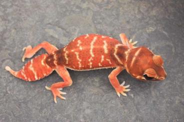 Geckos kaufen und verkaufen Photo: Nephrurus levis levis Red/ Striped PAIR