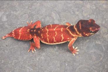 Geckos kaufen und verkaufen Foto: Last Call - Nephrurus levis levis RED PAIR (Female 30g+)