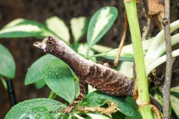 Lizards kaufen und verkaufen Photo: 0.1 Anolis bombiceps - Egg Laying Female