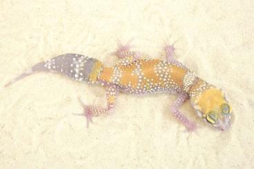 Geckos kaufen und verkaufen Photo: Underwoodisaurus milii - ADULT PAIRS