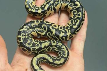 Pythons kaufen und verkaufen Photo: Free delivery For Hamm 09.09.23 