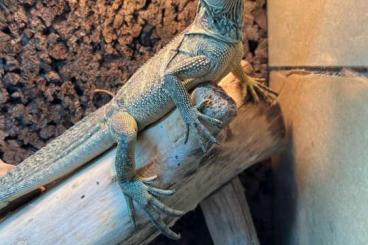 Agama kaufen und verkaufen Photo: 2 Hydrosaurus celebensis