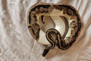 Königspythons kaufen und verkaufen Foto: Piebald 0.1 NZ 2016 Königspython 