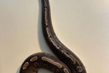 Königspythons kaufen und verkaufen Foto: GHI Mojave 0.1 Python regius NZ 2017