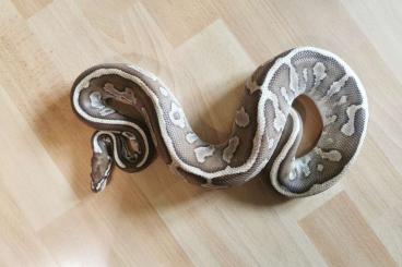 Königspythons kaufen und verkaufen Foto: 1.0 Butter Leopard NZ 2017 Python regius 