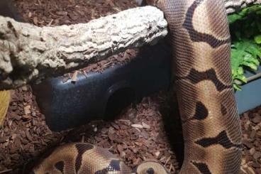 Ball Pythons kaufen und verkaufen Photo: 0.1 Python regius (Woma) NZ 2014