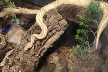 Ball Pythons kaufen und verkaufen Photo: Königspython mit Terrarium und Unterschrank