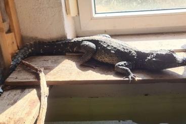 Lizards kaufen und verkaufen Photo: 1.1 Stumpfkrokodil osteolaemus tetraspis