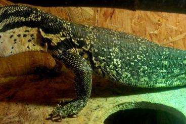 Lizards kaufen und verkaufen Photo: 0.0.1 varanus salvator sumbawa 2022