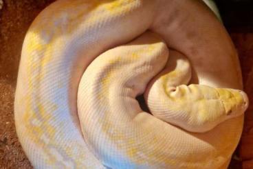 Snakes kaufen und verkaufen Photo: Verschiedene Schlangen / echsen zur abgabe