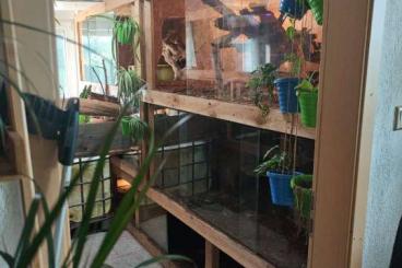 Terrarien kaufen und verkaufen Foto: Großes terrarium terrariumzimmer