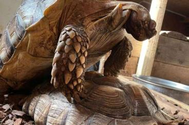 Tortoises kaufen und verkaufen Photo: 1.1 Centrochelys sulcata spornschildkröten