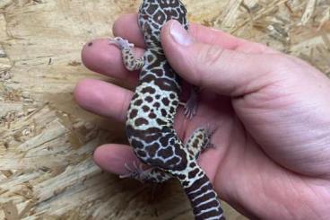 Lizards kaufen und verkaufen Photo: Eublepharis angramainyu, fuscus Hamm