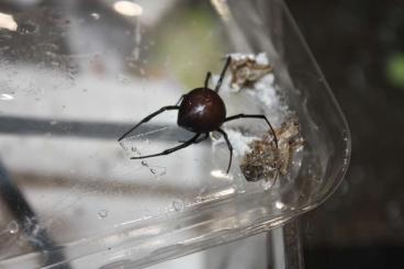 Spinnen und Skorpione kaufen und verkaufen Foto: Latrodectus renivulvatus "Oman"