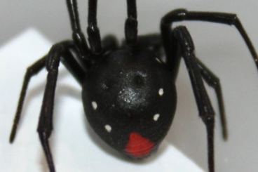 other spiders kaufen und verkaufen Photo: Latrodectus sling for sale! ????️