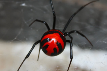 Spinnen und Skorpione kaufen und verkaufen Foto: Latrodectus/steatoda/scorpion for Hamm show 