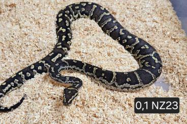 Pythons kaufen und verkaufen Foto: 1,2 Angola Python (Python anchietae) NZ23