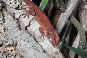 Geckos kaufen und verkaufen Foto: 1,0 Gargoyle Gecko Rhacodactylus auriculatus NZ23 