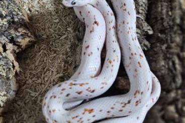 Colubrids kaufen und verkaufen Photo: 1,1 Palmetto Albino Kornnatter