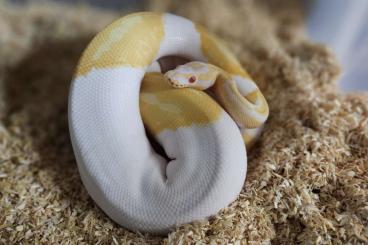 Ball Pythons kaufen und verkaufen Photo: 1,0 Albino Piebald und 0,1 Banana Vanilla 100. het. Piebald