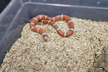 Colubrids kaufen und verkaufen Photo: 1,1 Lampropeltis t. nelsoni Albino T+ NZ24 Colubrids kaufen und verkaufen Photo: 1,1 Lampropeltis t. nelsoni Albino T+ NZ24